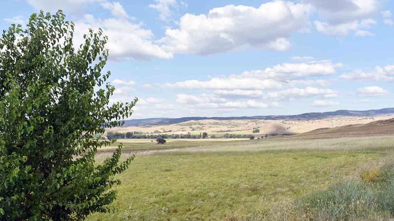Yozgat'ta Toprak Konuştu: Bu Yıl Mercimek Altın Gibi! 1