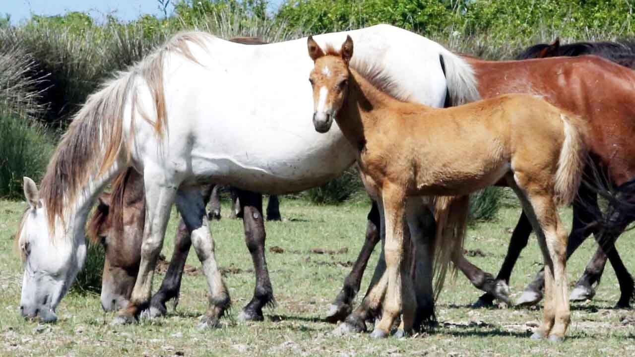 Çayıralan’da Yılkı Atları Görüldü: Doğayla İç İçe Görsel Şölen! 5