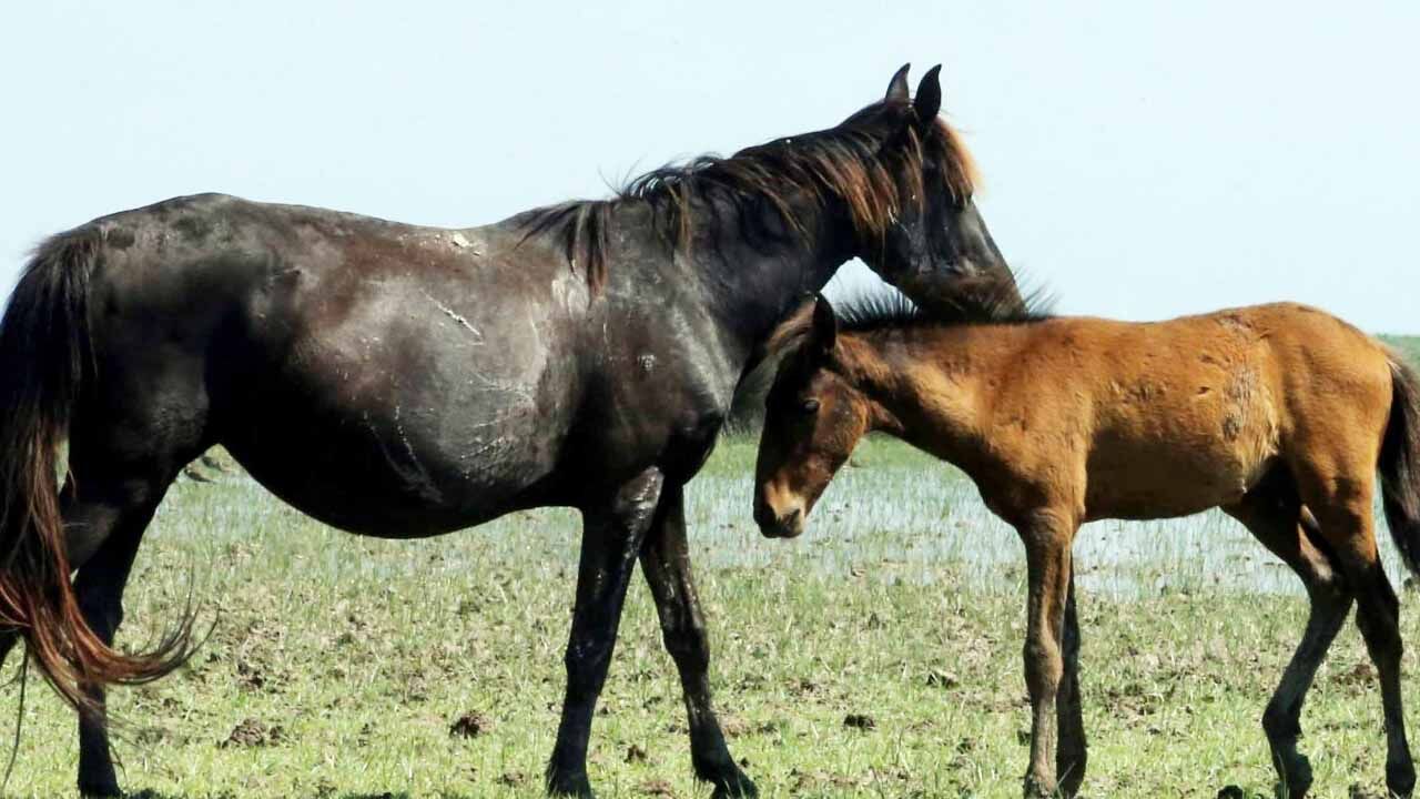 Çayıralan’da Yılkı Atları Görüldü: Doğayla İç İçe Görsel Şölen! 6