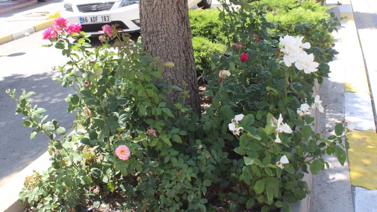 Yozgat’ta Yaz Coşkusu: Hem Doğa Canlandı Hem Şehir 1