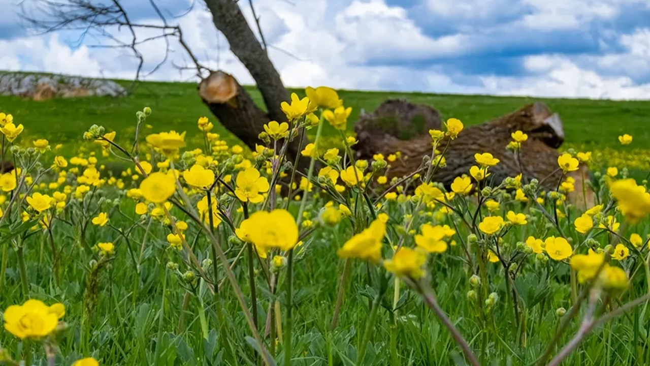 Yozgat’ın Çiçekleri Her Mevsim Farklı Renkli: O İlçeden Yansıyanlar Kartpostal Gibi 5