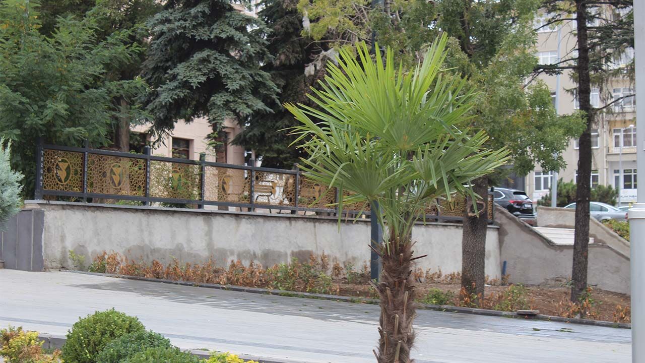 Yozgat’ta Antalya Esintisi! Şehrin Meydanına Diktiler… 3