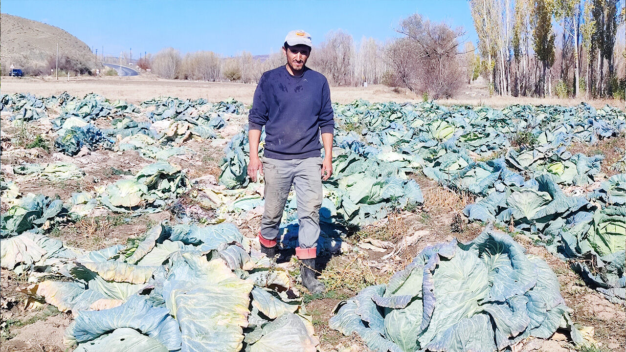 Yozgat’ta lahana almak istiyorsanız bu tarlaya koşun! 6