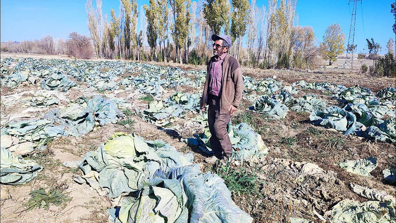 Yozgat’ta lahana almak istiyorsanız bu tarlaya koşun! 3