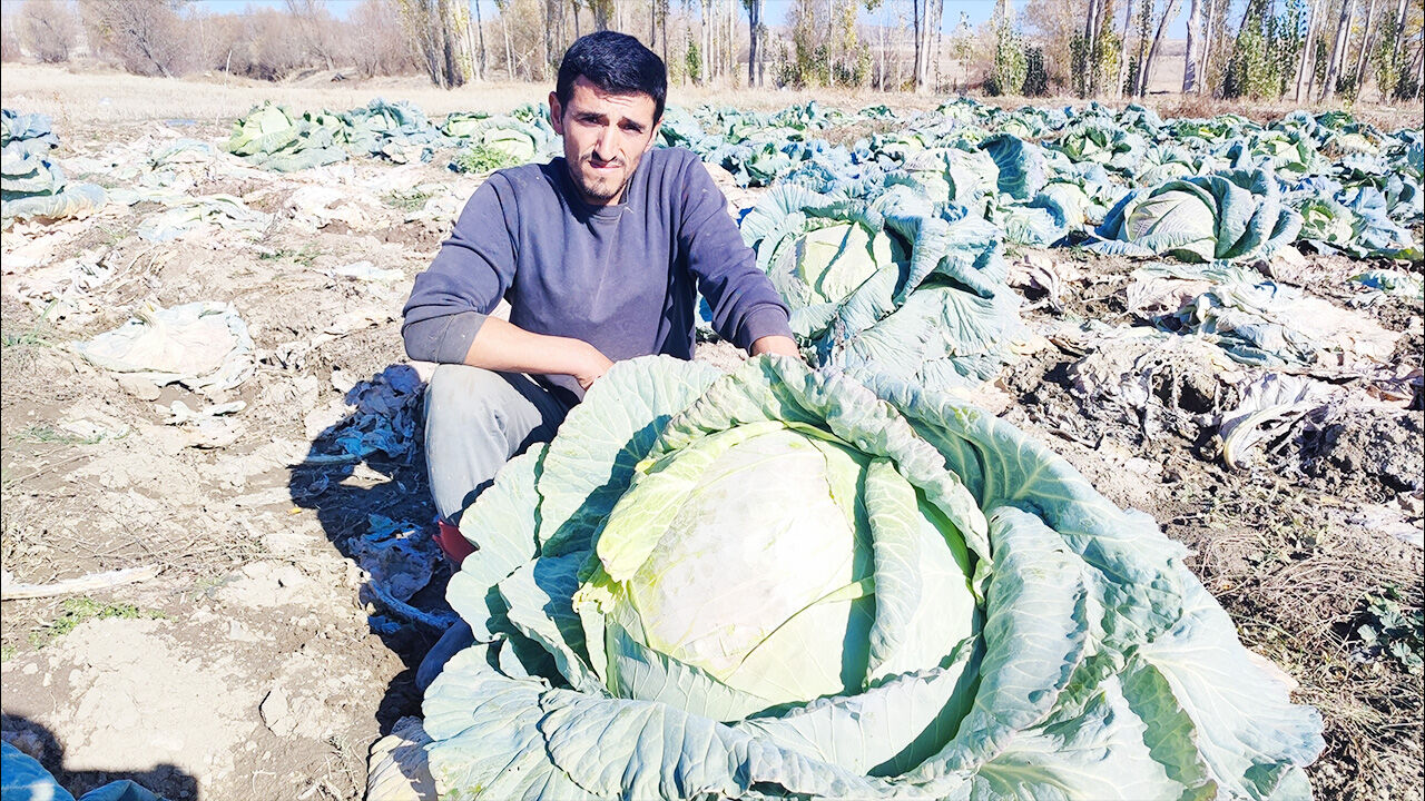 Yozgat’ta lahana almak istiyorsanız bu tarlaya koşun! 1