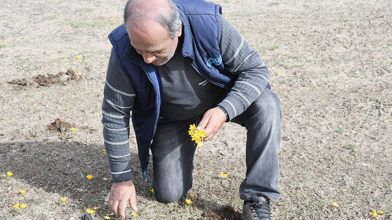 Yozgat’ta Baharın Müjdecisi Çiğdemler Açtı 5