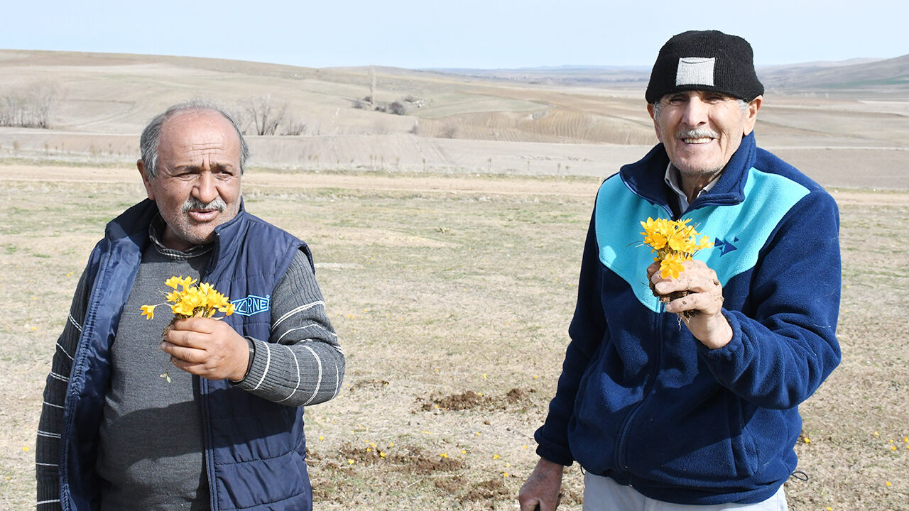 Yozgat’ta Baharın Müjdecisi Çiğdemler Açtı 6
