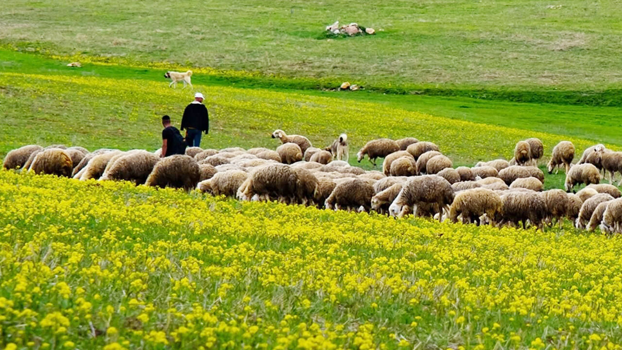 Akdağmadeni’nin Görsel Hafızası: Fotoğraf Sanatçısı Mehmet Doğan’dan "Garip Bir Yolcu" Hikayesi 2