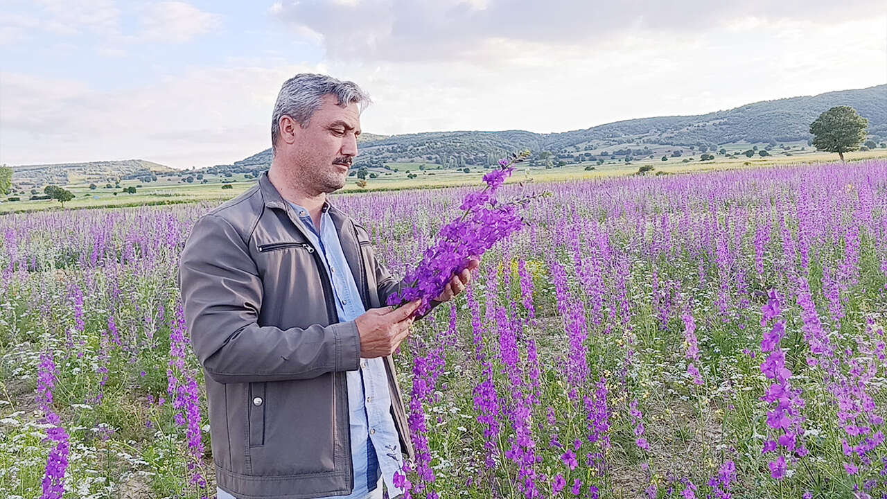 Yozgat’ta tarlalar mora boyandı kartpostallık görüntüler oluştu 4