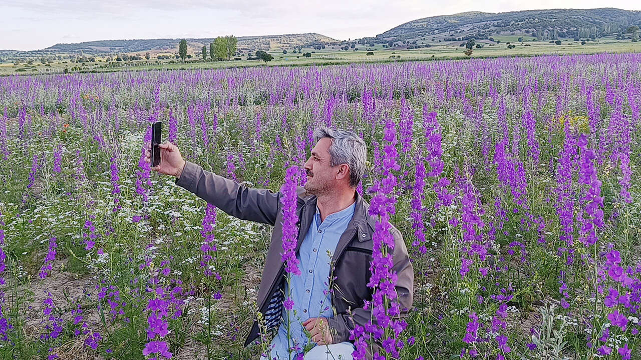 Yozgat’ta tarlalar mora boyandı kartpostallık görüntüler oluştu 1