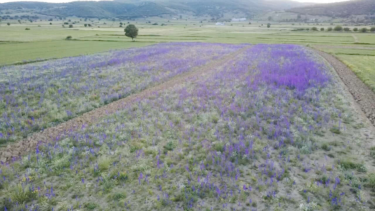 Yozgat’ta tarlalar mora boyandı kartpostallık görüntüler oluştu 6