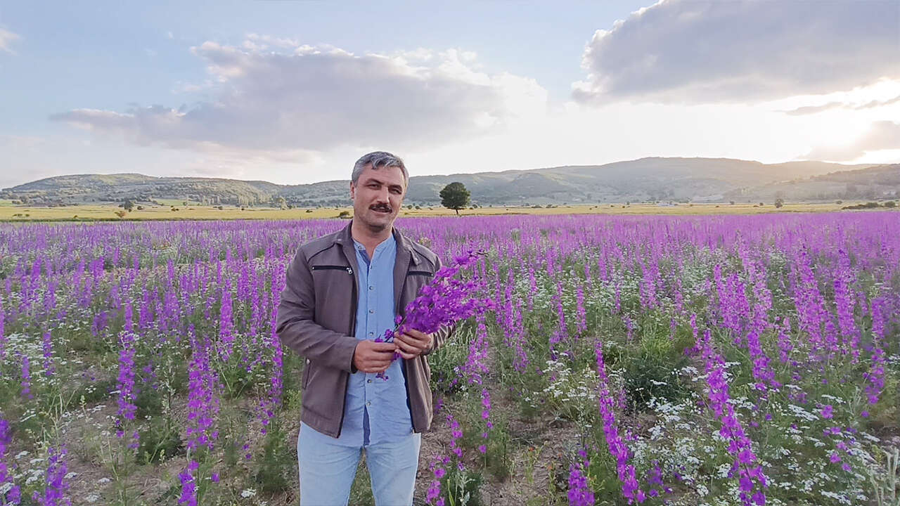 Yozgat’ta tarlalar mora boyandı kartpostallık görüntüler oluştu 5
