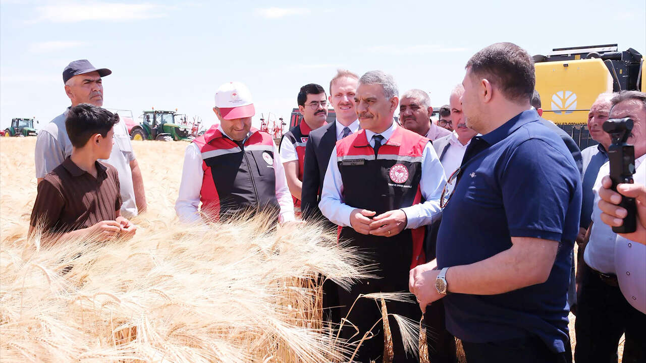 Yozgat'ta hububat hasadı başladı: 1 milyon tonun üzerinde üretim bekleniyor 2