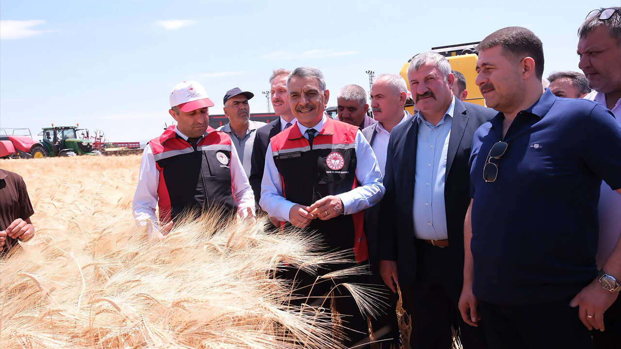 Yozgat'ta hububat hasadı başladı: 1 milyon tonun üzerinde üretim bekleniyor 8