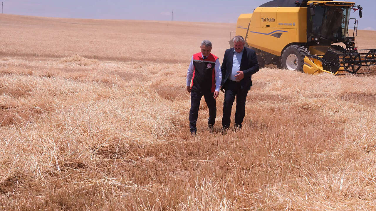 Yozgat'ta hububat hasadı başladı: 1 milyon tonun üzerinde üretim bekleniyor 1