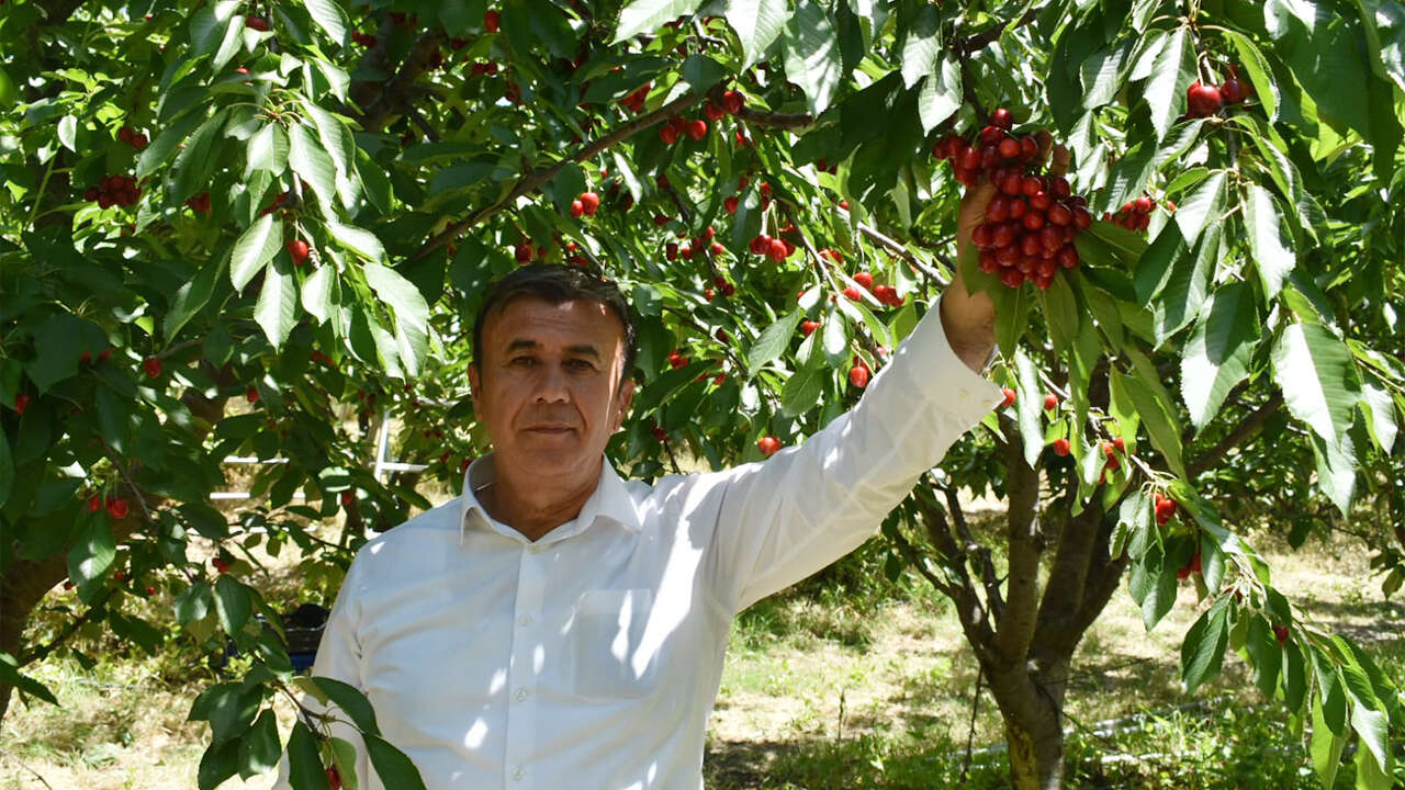 Yozgat'ta Don Felaketinin Ardından Umut Yeşerdi! 5 Bin Dönümlük Bahçede Hasat Başladı 10