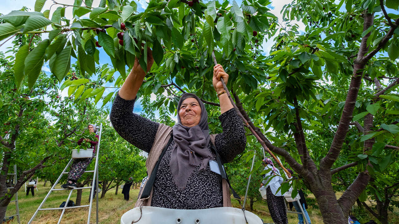 Yozgat'ta Don Felaketinin Ardından Umut Yeşerdi! 5 Bin Dönümlük Bahçede Hasat Başladı 6