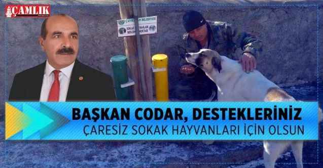 Başkan Codar, destekleriniz çaresiz sokak hayvanları için olsun