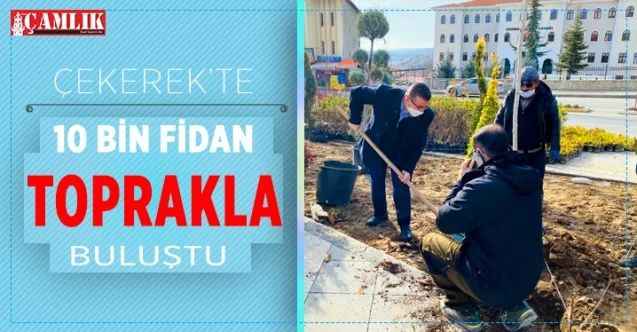 Çekerek'te 10 bin fidan toprakla buluştu