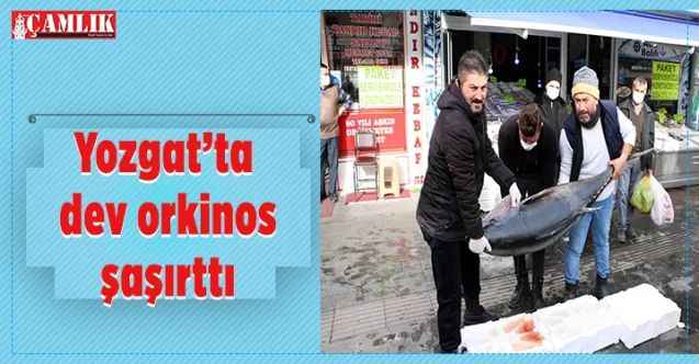 Yozgat'ta 75 kilogramlık orkinos balığını 3 kişi zor kaldırdı