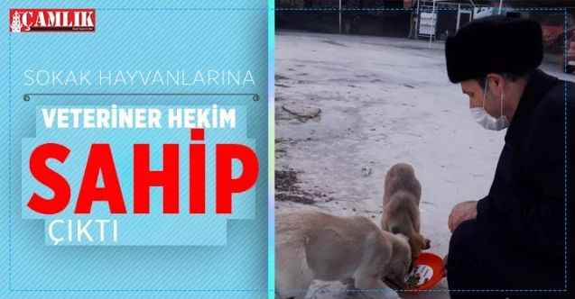 Sarıkaya'da Veteriner Hekim sokak hayvanlarına mama servis etti