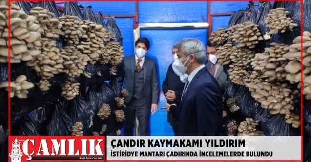 Çandır Kaymakamı Yıldırım İstiridye Mantarı çadırında incelemelerde bulundu