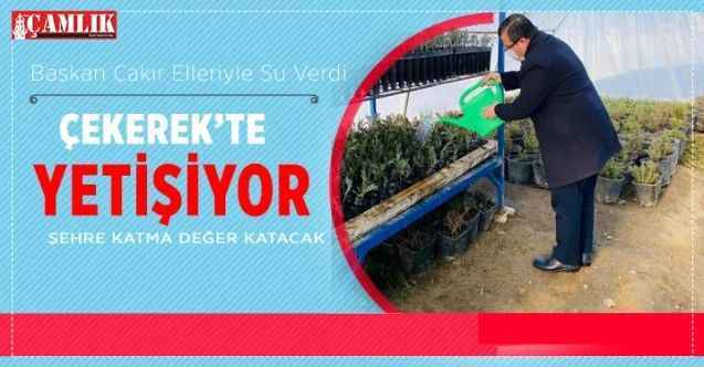 Çekerek Belediyesi seralarda Tıbbi Aromatik ve Süs Bitkileri Üretimi yapıyor