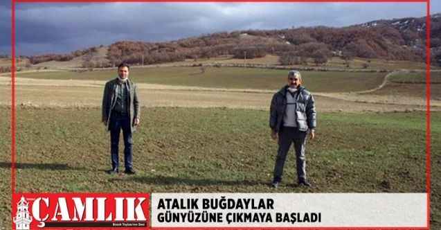 Yozgat'ta Yerel (Atalık) buğdaylar gün yüzüne çıkmaya başladı