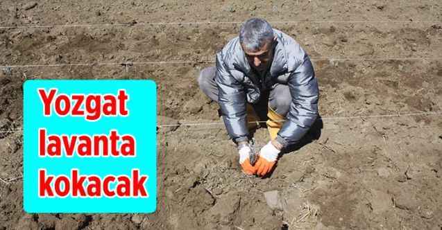 Yozgat Lavanta Kokacak