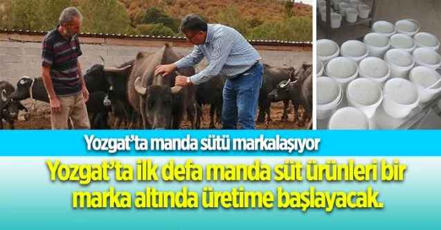 Yozgat’ta manda sütü markalaşıyor