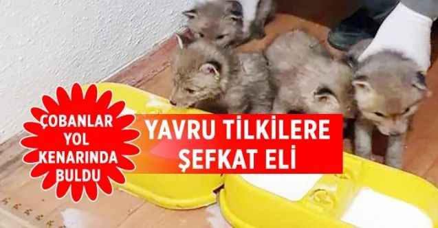 Yavru Tilki’lere şefkat eli