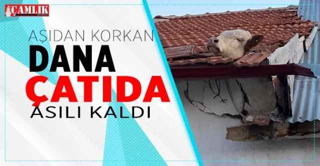 Aşıdan korkan dana çatıda asılı kaldı