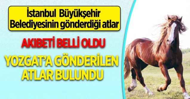 İstanbul Büyükşehir Belediyesi'nin Yozgat'a gönderdiği atlar bulundu!