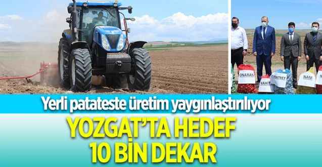 Yerli patateste üretim yaygınlaştırılıyor  : YOZGAT’TA HEDEF  10 BİN DEKAR