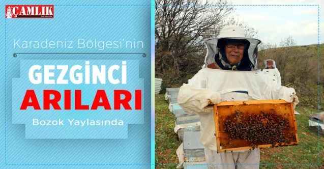 Karadeniz Bölgesi'nin gezginci arıları Bozok Yaylasında