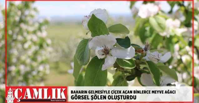 Baharın gelmesiyle çiçek açan binlerce meyve ağacı görsel şölen oluşturdu