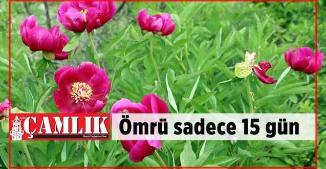 Yozgat'ın güzelliği cehrilik laleleri açtı