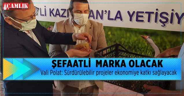 Vali Polat: sürdürülebilir projeler ekonomiye katkı sağlayacak : ŞEFAATLİ  MARKA OLACAK