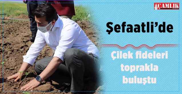 Yozgat’ın Şefaatli İlçesi’nde çilek fideleri toprakla buluştu