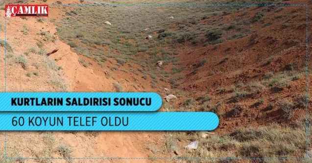 Kurtların saldırısına uğrayan 60 koyun telef oldu