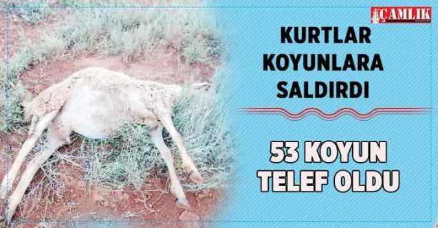 Kurtlar koyunlara saldırdı 53 koyun telef oldu