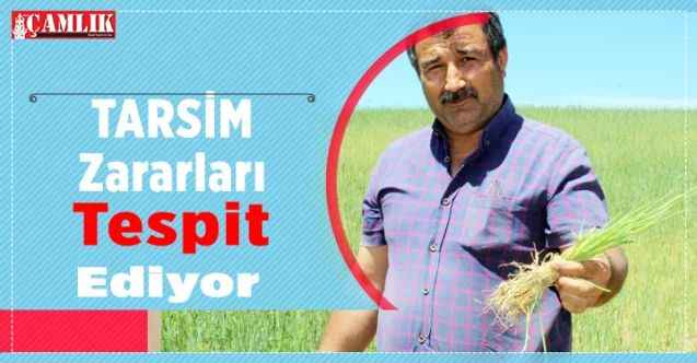 TARSİM zararları tespit ediyor. Şefaatli Ziraat Odası Başkanı Adnan Erdoğmuş Açıkladı