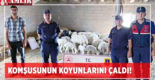 Komşusunun koyunlarını çaldı!