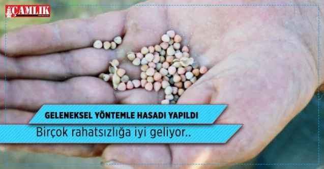 Yozgat'ta burçak hasadı yapıldı