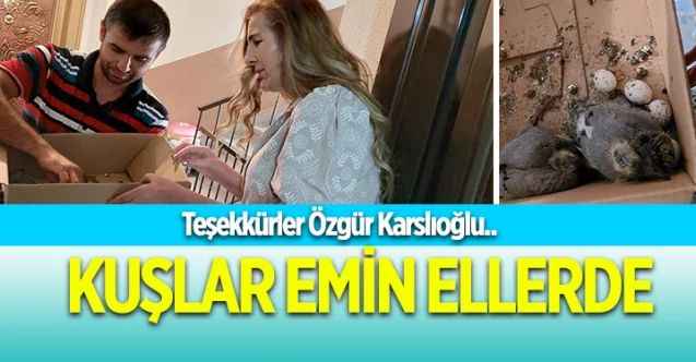 Teşekkürler Özgür Karslıoğlu : KUŞLAR EMİN ELLERDE
