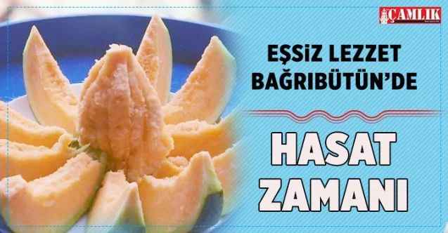 Eşsiz lezzet Bağrıbütün’de hasat zamanı