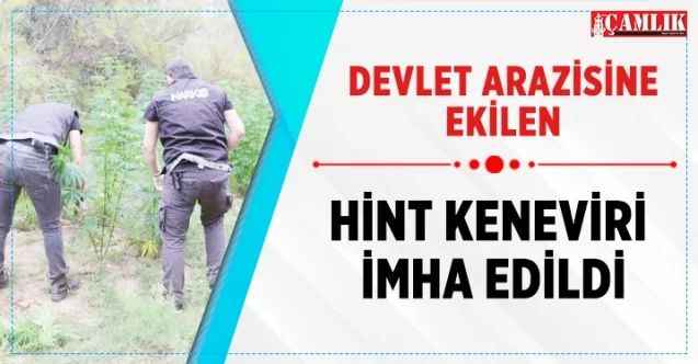 Devlet arazisine ekilen hint keneviri imha edildi