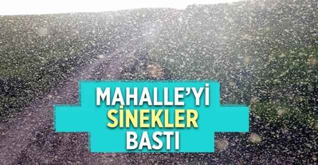Mahalleyi sinekler bastı