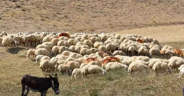 Yozgat’a çabuk adapte olan Akkaraman koyun ırkı ile  ÜRETİCİNİN YÜZÜ GÜLÜYOR