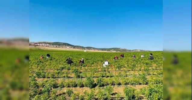 Çekerek, yerelden kalkınmaya devam ediyor